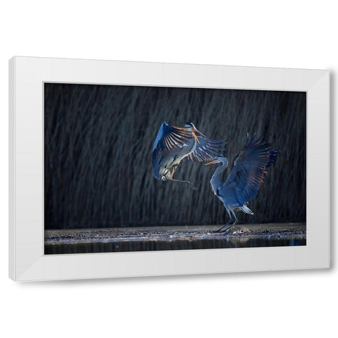Grey heron White Modern Wood Framed Art Print by Chang, Phillip