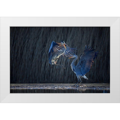 Grey heron White Modern Wood Framed Art Print by Chang, Phillip