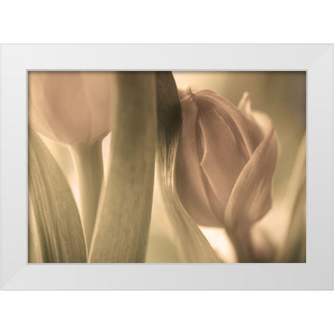 Tulips White Modern Wood Framed Art Print by Wallberg, Allan