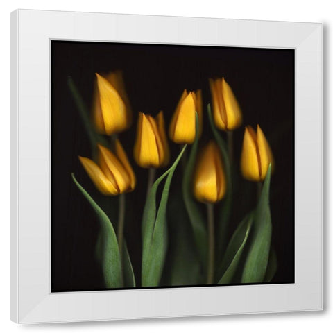 Tulips White Modern Wood Framed Art Print by Haslam, Brian