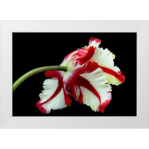 Tulipa flaming parrot White Modern Wood Framed Art Print by Gronkjar, Lotte