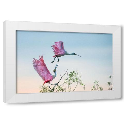Rosy pair (Roseate Spoonbills) White Modern Wood Framed Art Print by Mei, C.