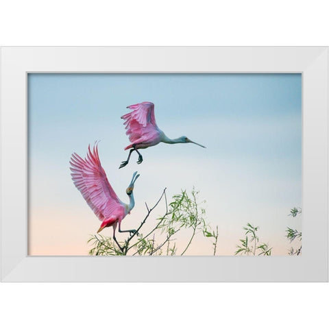 Rosy pair (Roseate Spoonbills) White Modern Wood Framed Art Print by Mei, C.
