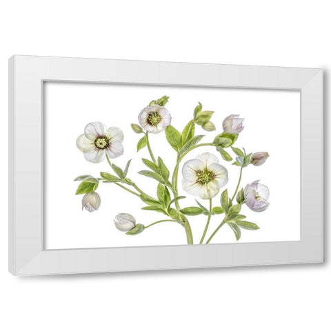 Hellebore White Modern Wood Framed Art Print by Disher, Mandy