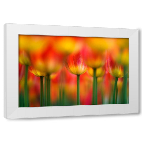 Side by side White Modern Wood Framed Art Print by Suzuki, Takashi