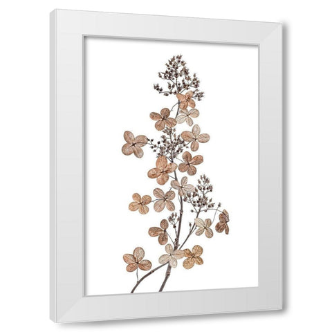 Hydrangea Paniculata White Modern Wood Framed Art Print by Disher, Mandy