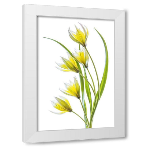 Tulipa White Modern Wood Framed Art Print by Disher, Mandy