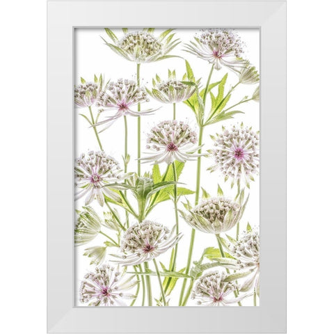 Astrantia White Modern Wood Framed Art Print by Disher, Mandy