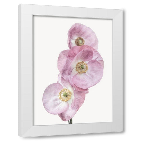 Poppies White Modern Wood Framed Art Print by Gronkjar, Lotte
