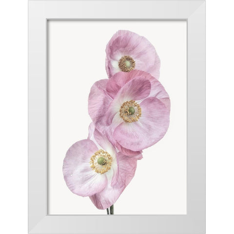 Poppies White Modern Wood Framed Art Print by Gronkjar, Lotte