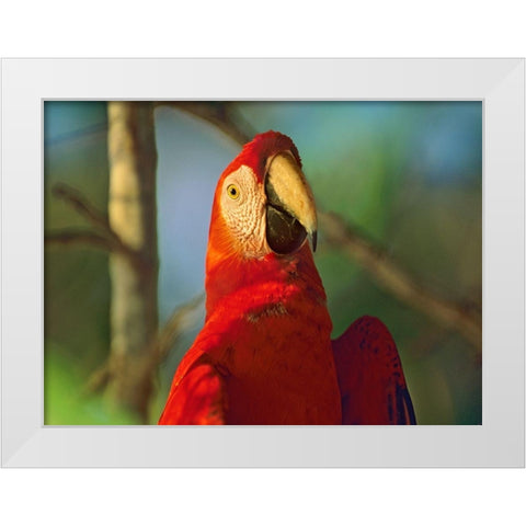 Scarlet Macaw White Modern Wood Framed Art Print by Fitzharris, Tim