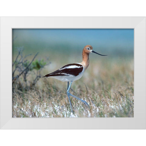 American Avocet White Modern Wood Framed Art Print by Fitzharris, Tim