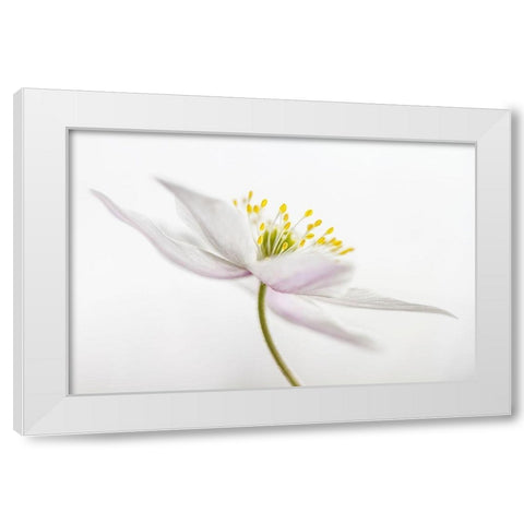 Nemorosa White Modern Wood Framed Art Print by Disher, Mandy
