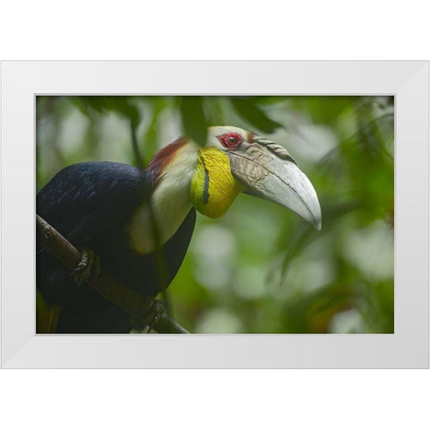 Wreathed Hornbill Malaysia III White Modern Wood Framed Art Print by Fitzharris, Tim