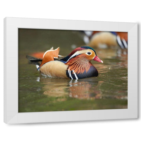 Mandarin Duck Male II White Modern Wood Framed Art Print by Fitzharris, Tim