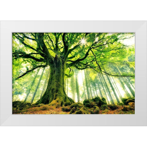 Ponthus Beech White Modern Wood Framed Art Print by Kiciak, Christophe