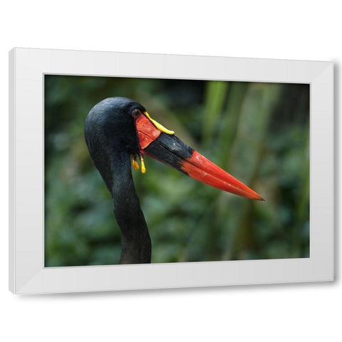 Saddle-billed Stork-Kenya I White Modern Wood Framed Art Print by Fitzharris, Tim