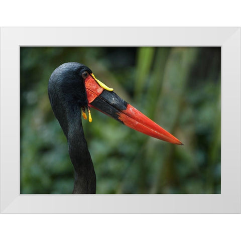 Saddle-billed Stork-Kenya I White Modern Wood Framed Art Print by Fitzharris, Tim