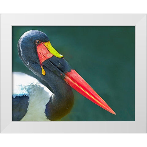 Saddle-billed Stork-Kenya II White Modern Wood Framed Art Print by Fitzharris, Tim