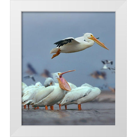 White Pelicans at Bolivar Flats-Texas White Modern Wood Framed Art Print by Fitzharris, Tim