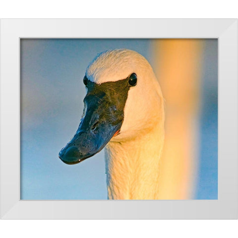 Trumpeter Swan-Magness Lake-Arkansas I White Modern Wood Framed Art Print by Fitzharris, Tim