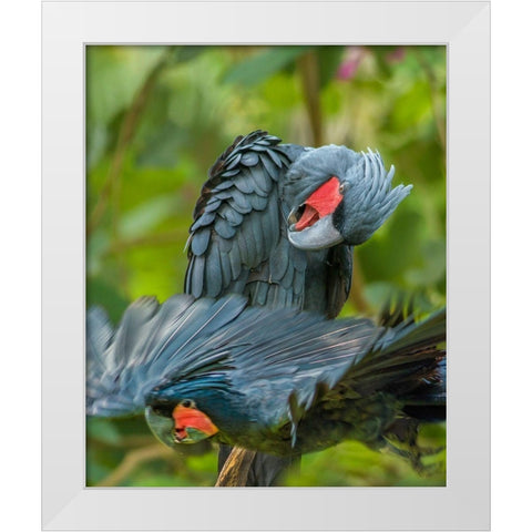 Giant Palm Cockatoos-Indonesia White Modern Wood Framed Art Print by Fitzharris, Tim