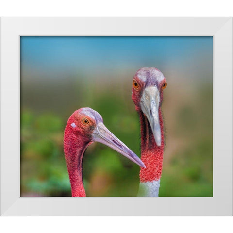 Indian Cranes White Modern Wood Framed Art Print by Fitzharris, Tim