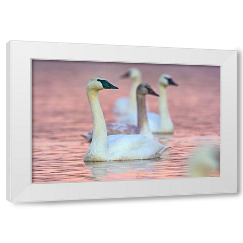 Trumpeter Swans at Twilight-Arkansas I White Modern Wood Framed Art Print by Fitzharris, Tim