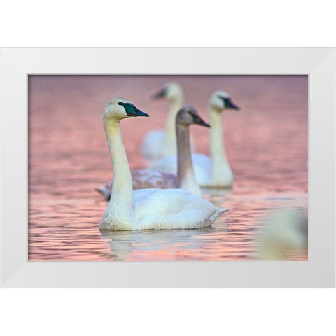 Trumpeter Swans at Twilight-Arkansas I White Modern Wood Framed Art Print by Fitzharris, Tim