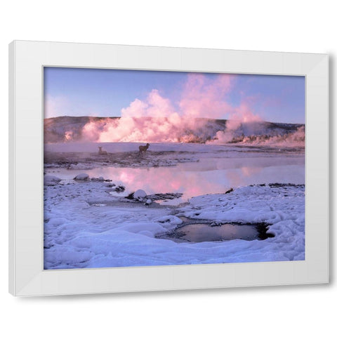 Elk in snow-Lower Geyser Basin-Yellowstone National Park-Wyoming White Modern Wood Framed Art Print by Fitzharris, Tim