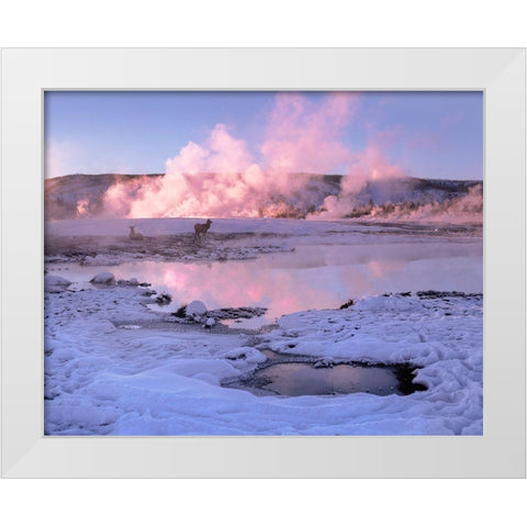 Elk in snow-Lower Geyser Basin-Yellowstone National Park-Wyoming White Modern Wood Framed Art Print by Fitzharris, Tim