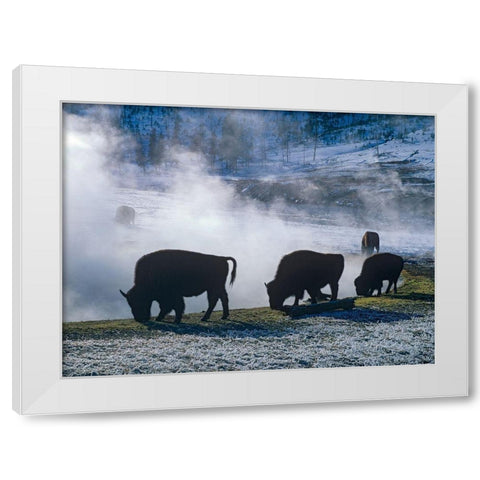 Bison at a Hot Spring-Yellowstone National Park-Wyoming White Modern Wood Framed Art Print by Fitzharris, Tim