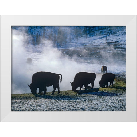 Bison at a Hot Spring-Yellowstone National Park-Wyoming White Modern Wood Framed Art Print by Fitzharris, Tim