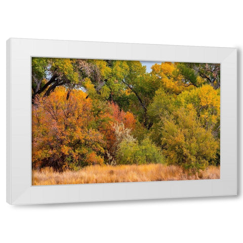 Verde River Valley Dead Horse Ranch State Park Arizona USA White Modern Wood Framed Art Print by Fitzharris, Tim