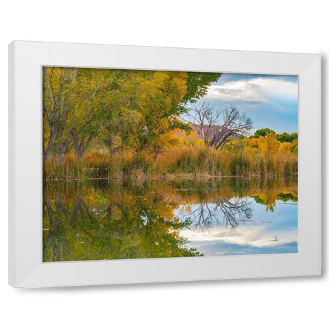 Lagoon Reflection-Dead Horse Ranch State Park-Arizona-USA White Modern Wood Framed Art Print by Fitzharris, Tim