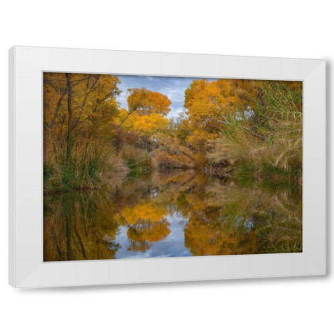 Lagoon Reflection-Dead Horse Ranch State Park-Arizona-USA White Modern Wood Framed Art Print by Fitzharris, Tim