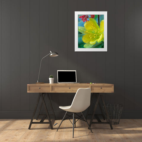 Yellow Columbine and Coral Bells White Modern Wood Framed Art Print by Fitzharris, Tim