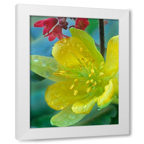 Yellow Columbine and Coral Bells White Modern Wood Framed Art Print by Fitzharris, Tim