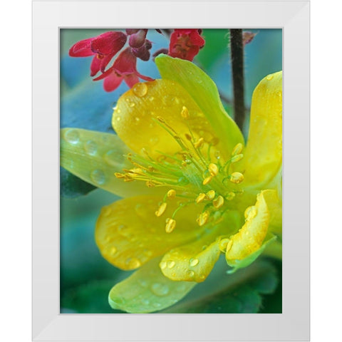 Yellow Columbine and Coral Bells White Modern Wood Framed Art Print by Fitzharris, Tim