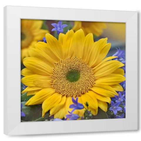 Sunflowers  White Modern Wood Framed Art Print by Fitzharris, Tim