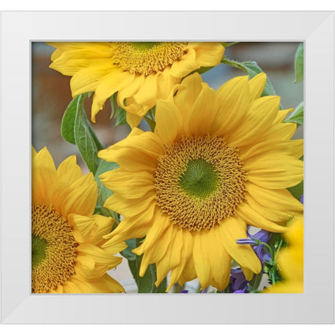 Sunflowers White Modern Wood Framed Art Print by Fitzharris, Tim