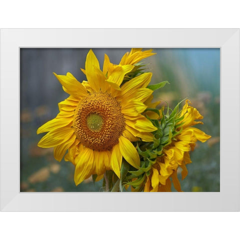 Sunflowers White Modern Wood Framed Art Print by Fitzharris, Tim
