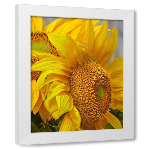Sunflowers White Modern Wood Framed Art Print by Fitzharris, Tim