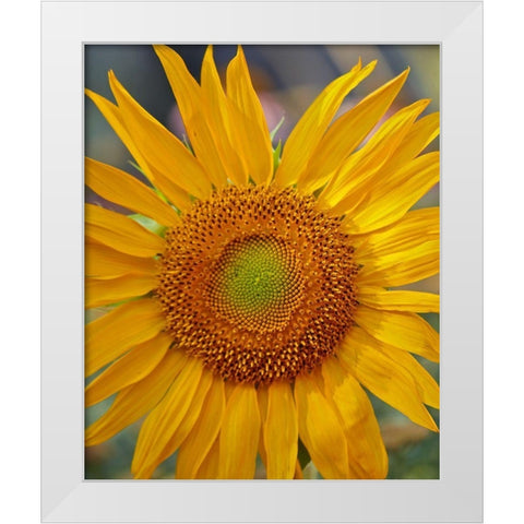 Sunflowers White Modern Wood Framed Art Print by Fitzharris, Tim