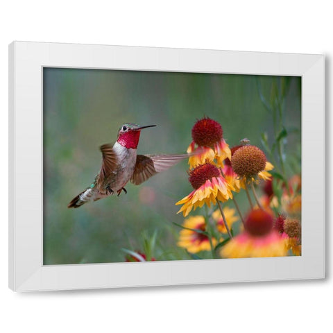 Broad Tailed Hummingbird White Modern Wood Framed Art Print by Fitzharris, Tim
