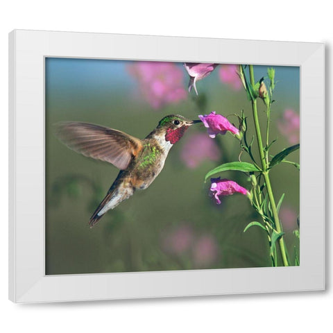 Broad Tailed Hummingbird at Penstemon White Modern Wood Framed Art Print by Fitzharris, Tim