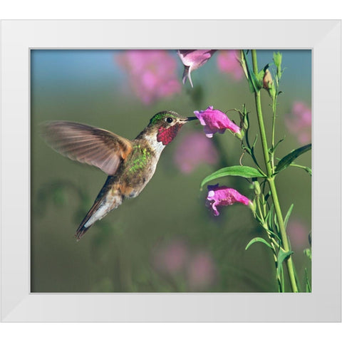 Broad Tailed Hummingbird at Penstemon White Modern Wood Framed Art Print by Fitzharris, Tim