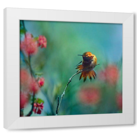 Rufous Hummingbird Sitting on Branch White Modern Wood Framed Art Print by Fitzharris, Tim