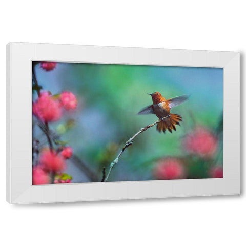 Rufous Hummingbird Among Red Flowered Currants White Modern Wood Framed Art Print by Fitzharris, Tim