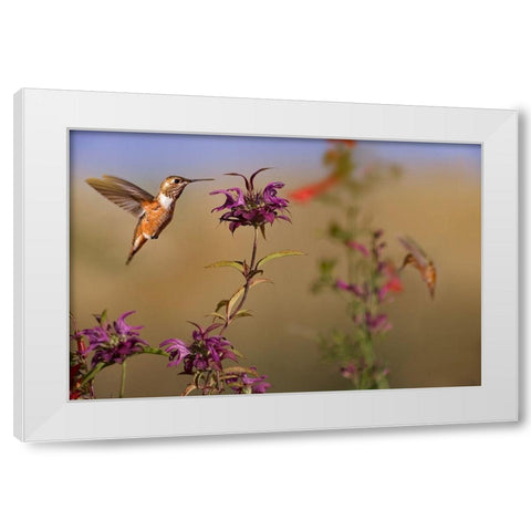 Broad Tailed Hummingbird White Modern Wood Framed Art Print by Fitzharris, Tim
